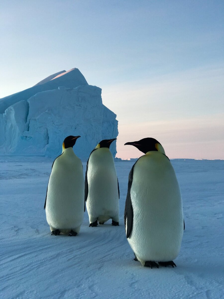 Пингвины и полярники в Антарктиде
