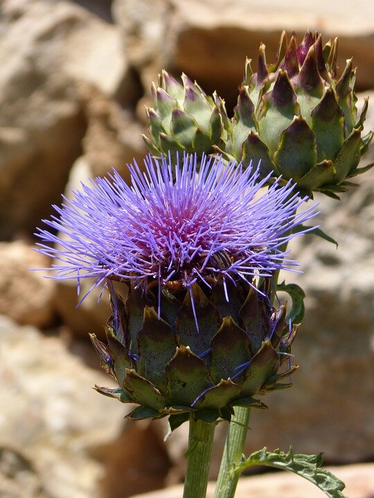 Цветок артишока