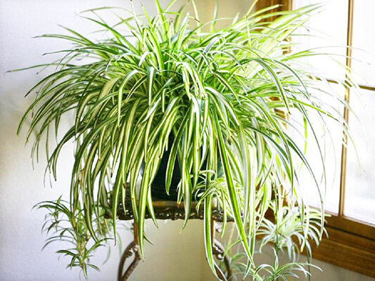 Комнатных растений существует великое множество. И нелбзя говорить, что если данное растение цветет красиво, то оно доставляет очень много хлопот, т.е. за ним ухаживать очень сложно.