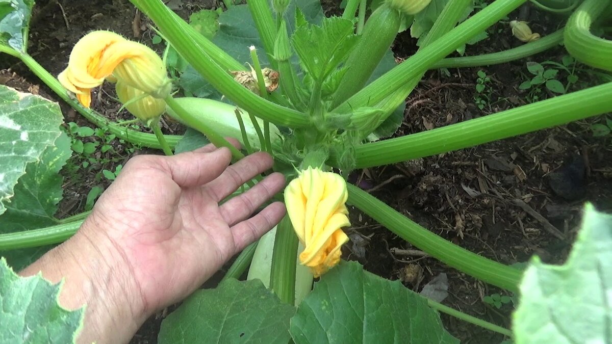 Яндекс.Картинки