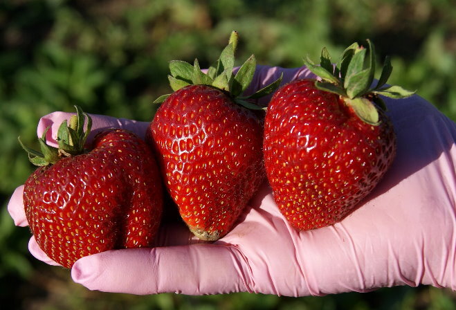 Ягоды в масштабе