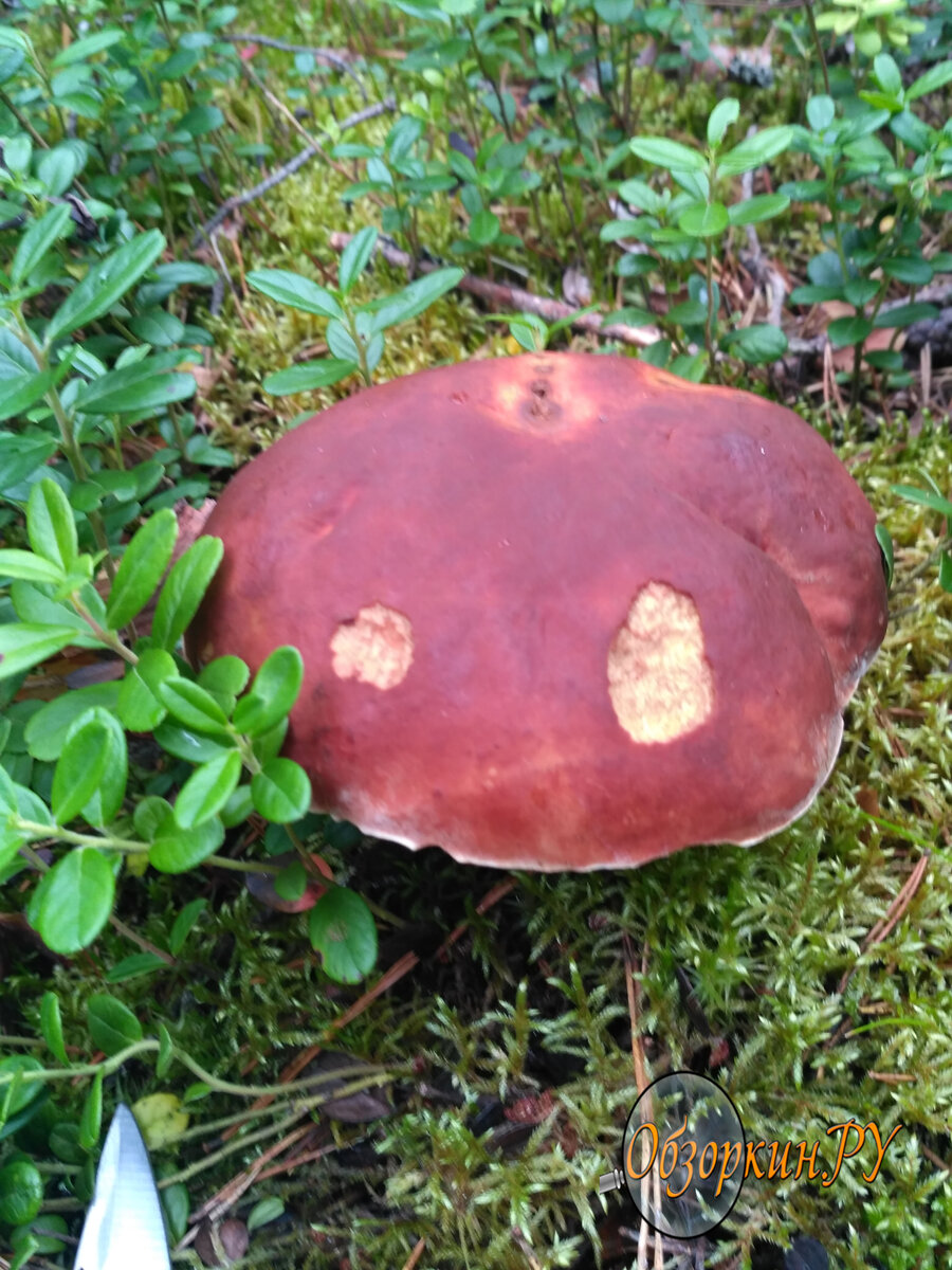 Белый гриб фото Обзоркин.РУ