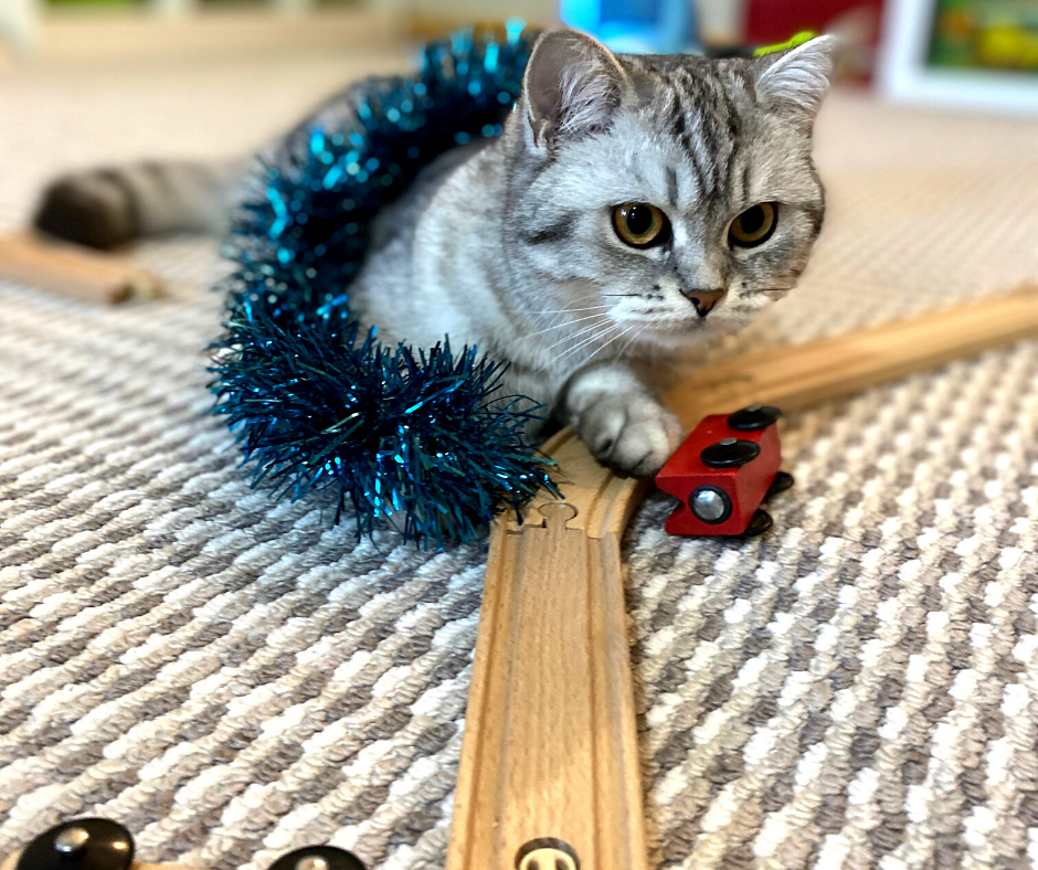 Кошка Майя