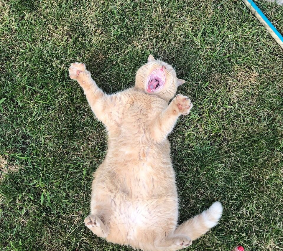 Врешь, не возьмешь, ни к какому ветеринару я не поеду! 