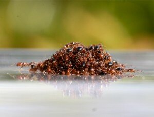 Муравейник, который замораживают, чтобы можно было изучить его структуру. Фото: Технологический институт Джорджии.