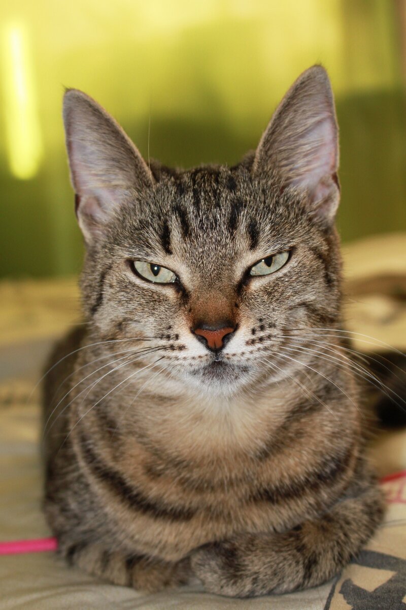 Иператрица