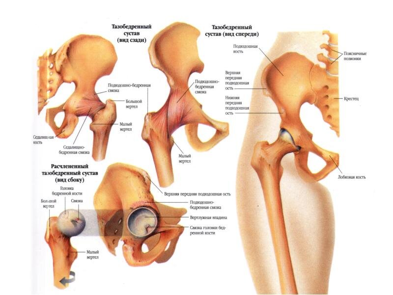 Изображение тазобедренного сустава