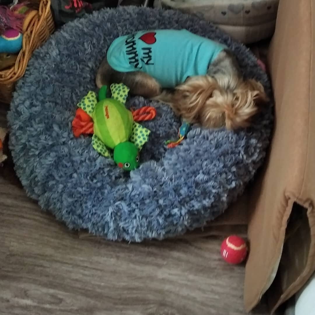 Диас сладко спит в своём гнезде (лежанку я сама связала). Ей было холодно, потому что отопление ещё не включили.