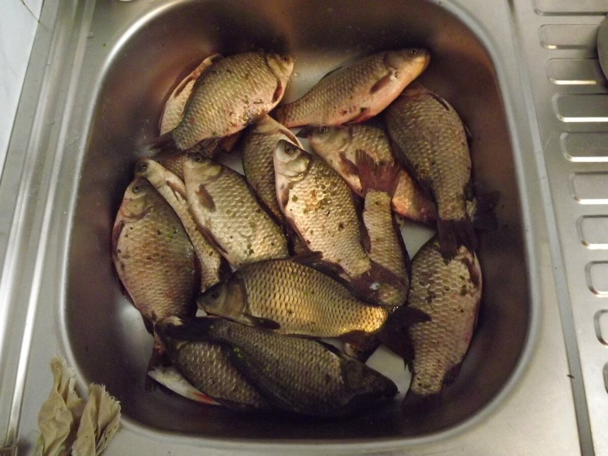 Улов за 4 часа.