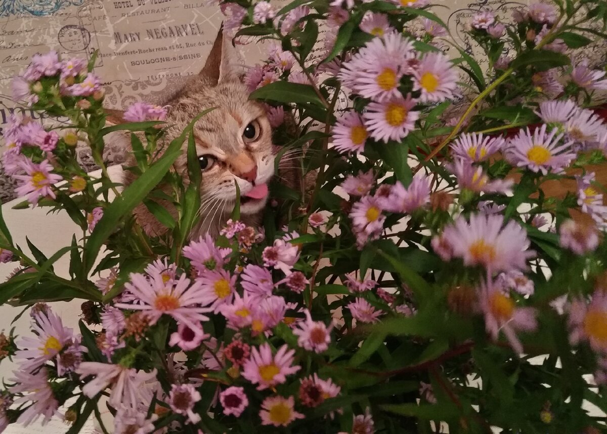 Поймана in flagranti...