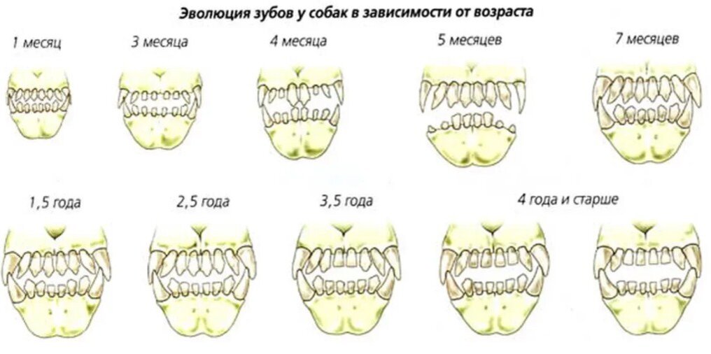 1. Метод по внешнему виду и поведению