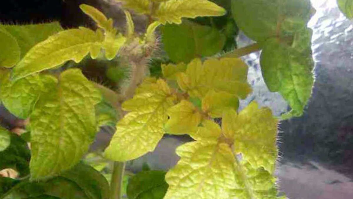 Фото:nsh.by Внешние симптомы недостатка кобальта в растениях схожи с азотным голоданием (хлороз листьев, замедление роста, короткий цикл развития)