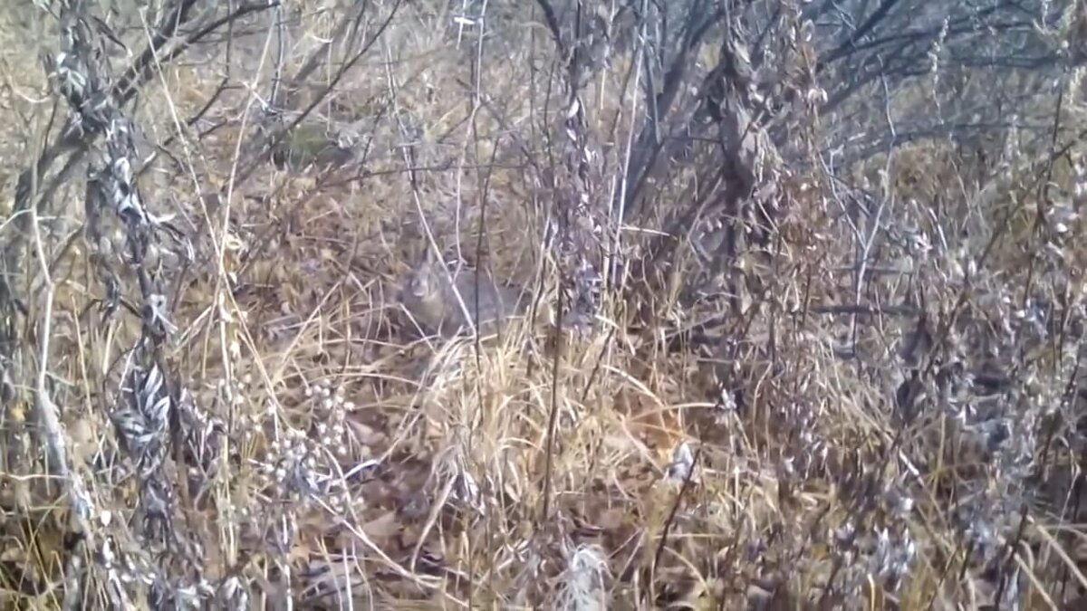 Встретить маньчжурского зайца большая удача