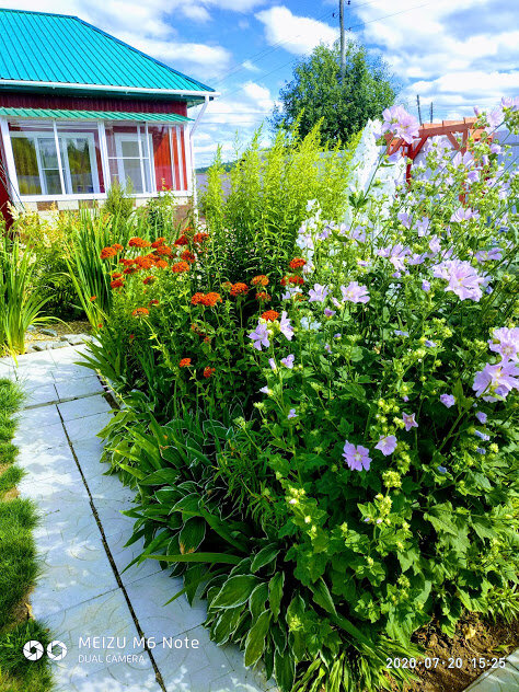 Фото автора. Ударение на многолетники. Чтоб каждый год не садить цветы. А эти сами всходят и неприхотливые...