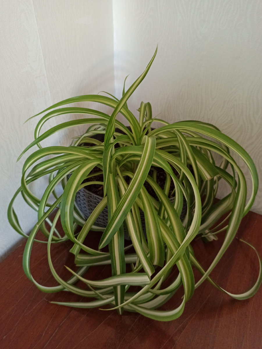 У меня  два хлорофитума, этот не особо красивый