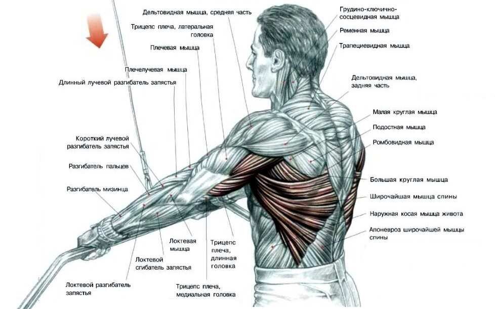 Фото: https://iron-health.ru/tehnika/pulovery-na-bloke-v-trenazhere-krossover-stoya-osobennosti-texnika-video.html