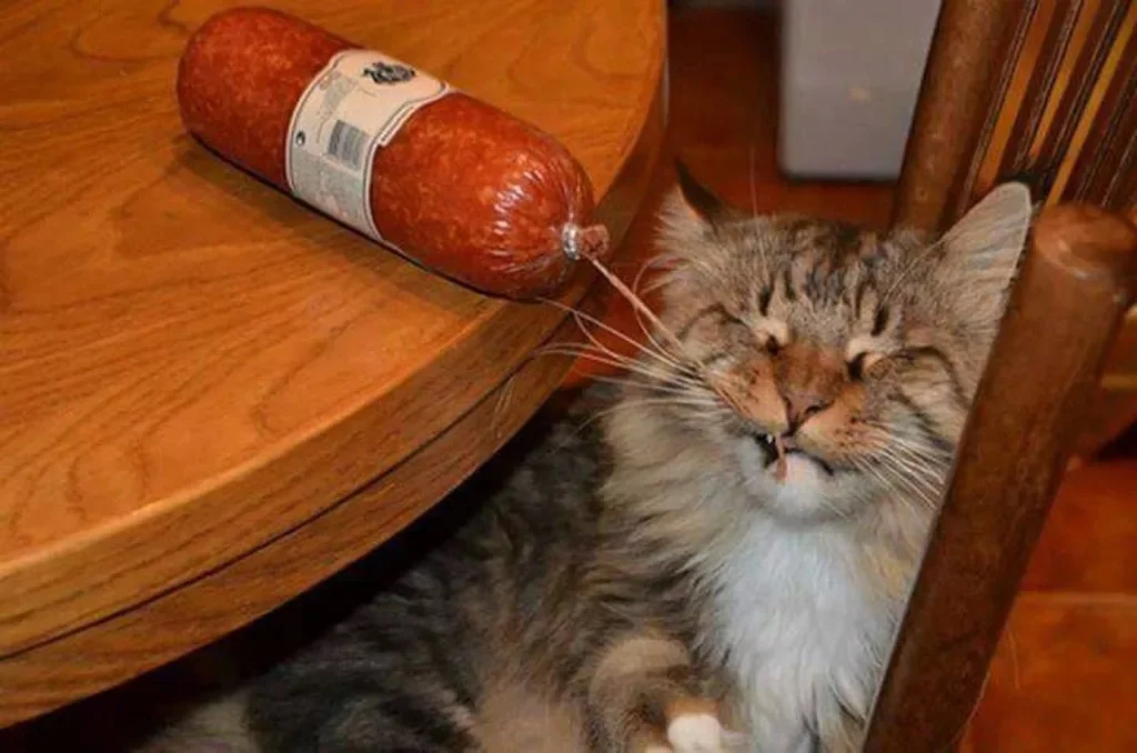 Кот с колбасой. Колбаса для кошек. Кот украл колбасу. Кот стащил колбасу. Кот колбаска