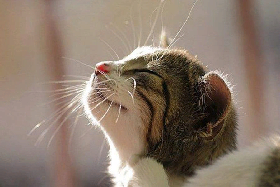 Подраздел 1.2: Внешние проявления эмпатии