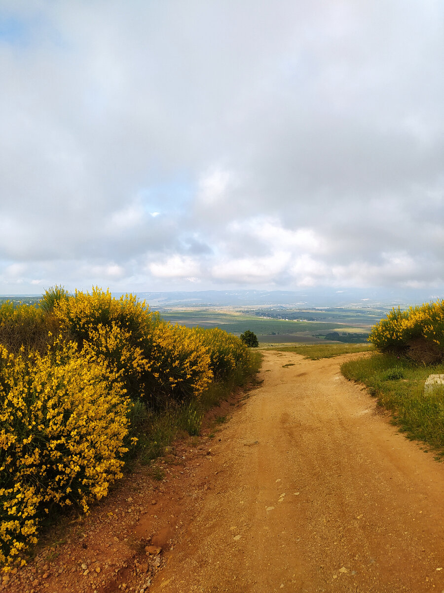 В июле тут цветет дрок испанский