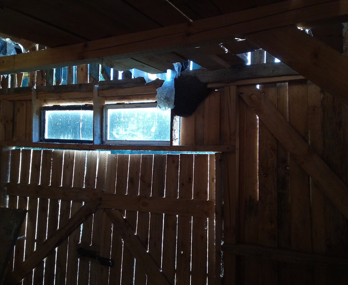 Вот рой, он привился под крышей сарая. Он еще дикий или уже домашний?