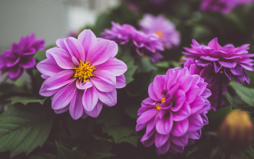 Здесь и далее фото для иллюстрации статьи взяты с сайта pixels.com