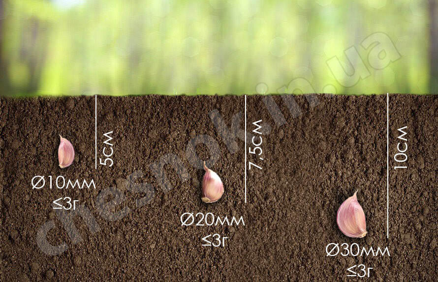 Схема посадки чеснока под зиму