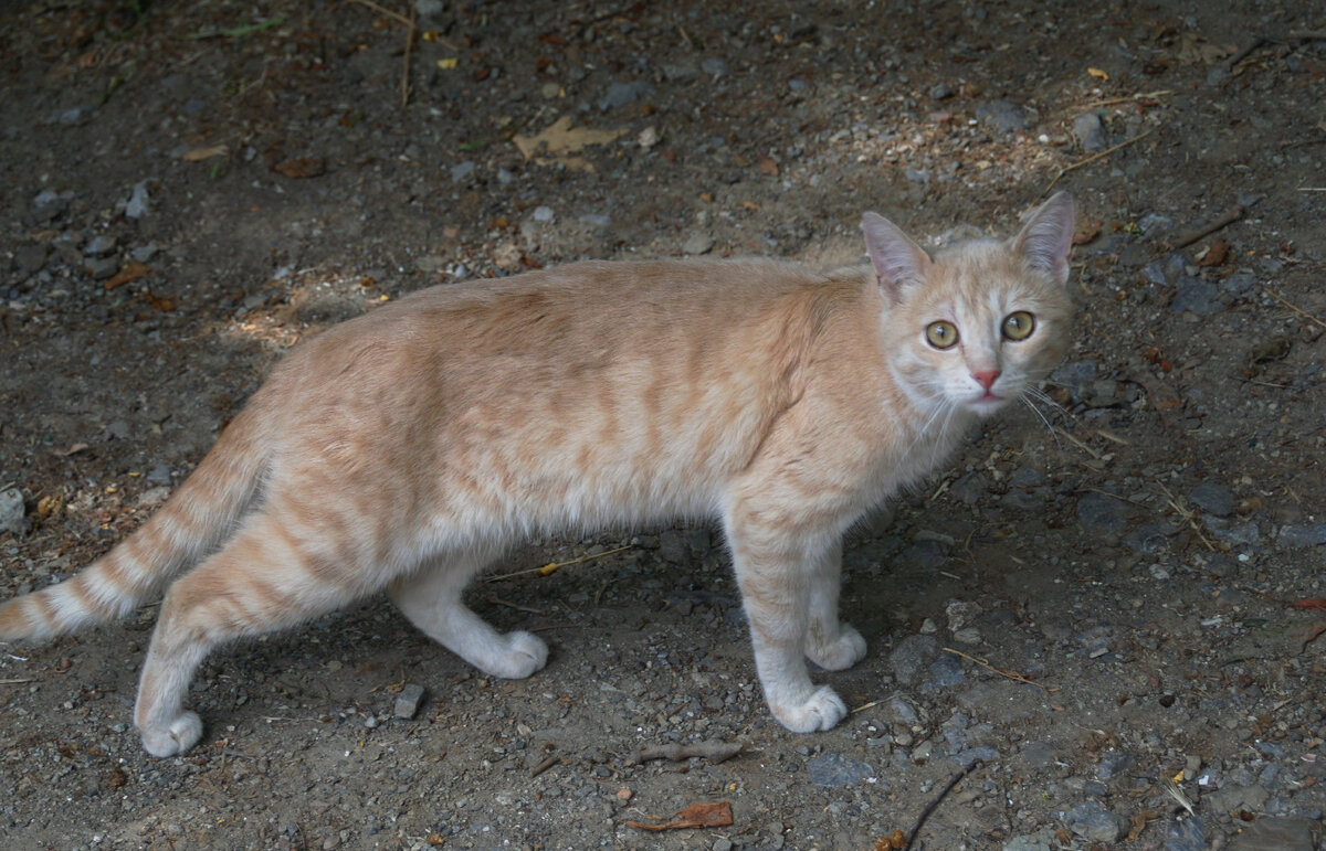 Спуск в Гурзуф с трассы.Котик гурзуфский.фото автора.
