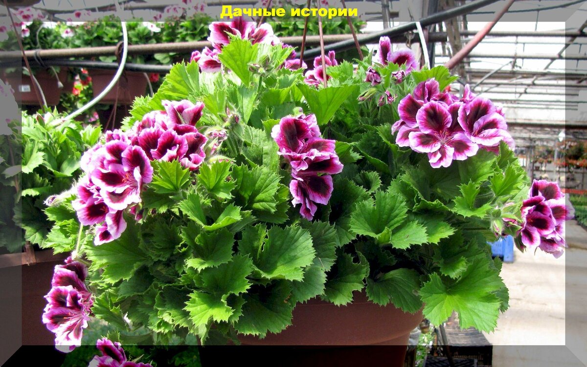 https://vk.com/photo-159774511_457250590