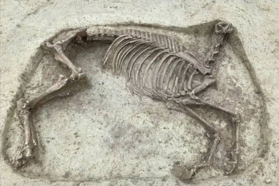     Кони без голов прежде архологам не попадались.