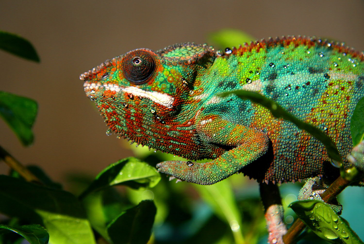 И кто эти мифы придумывает, что я ночью охочусь?.. Ночью всё равно меньше насекомых...