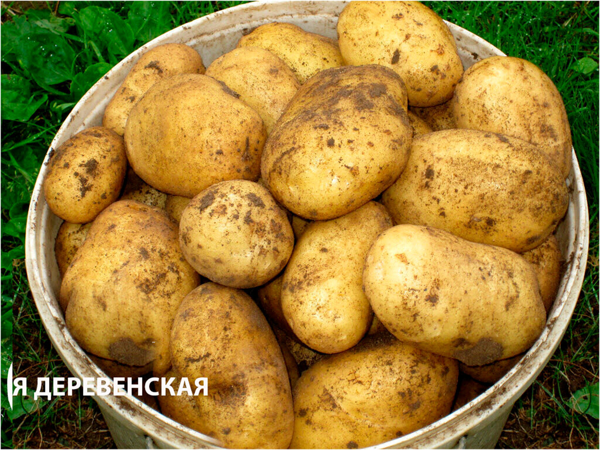 сорт картофеля латона. желтые сорта картофеля с желтой мякотью. маленький желтый картофель. картофель желтый. картошка желтая внутри сорт.