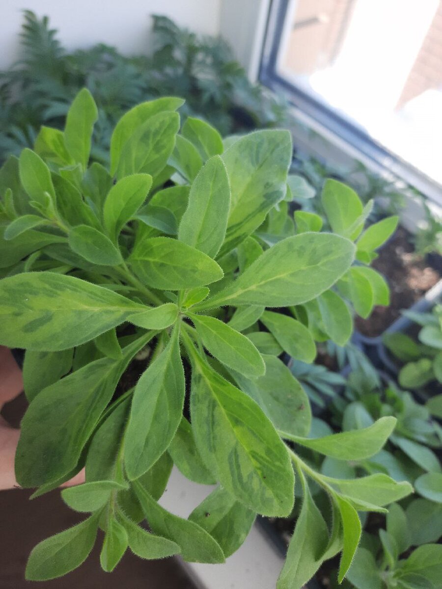 Вирус на петунии 