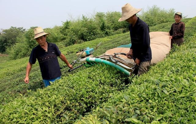 Механический сбор листа с помощью стригущей машины, к которой сзади прикреплён пустой мешок, в который и залетает срезанный урожай побегов и листьев