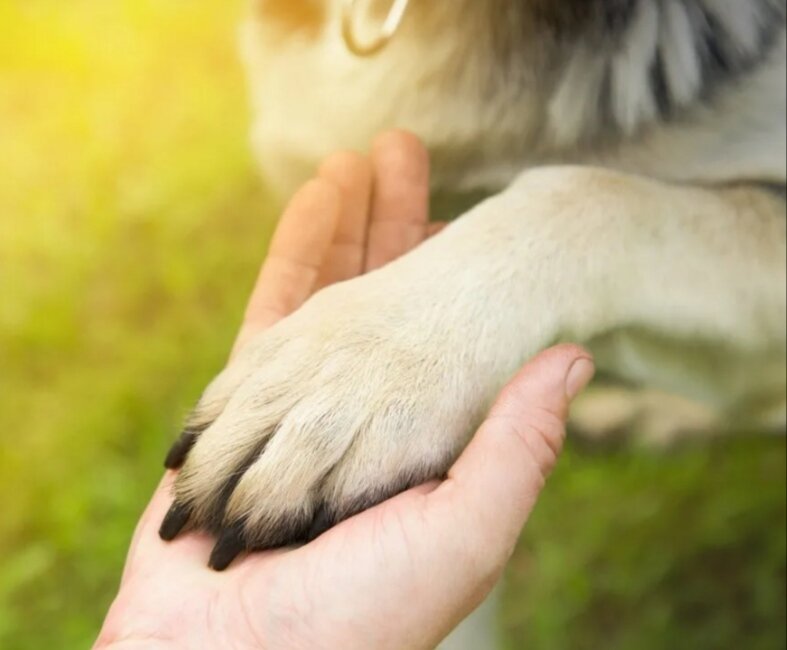 Протяни лапку помощи!ХХХ