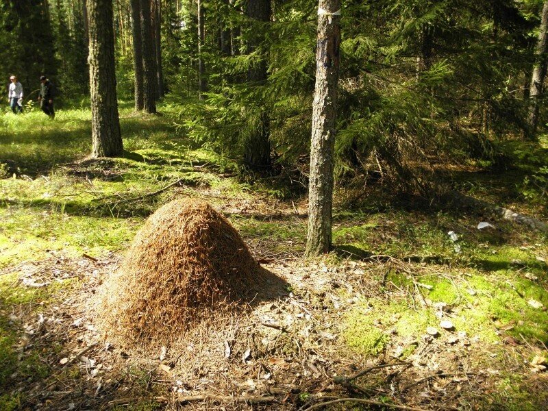 Даже если нет при себе компаса, природа сама подскажет вам, где юг, а где север.