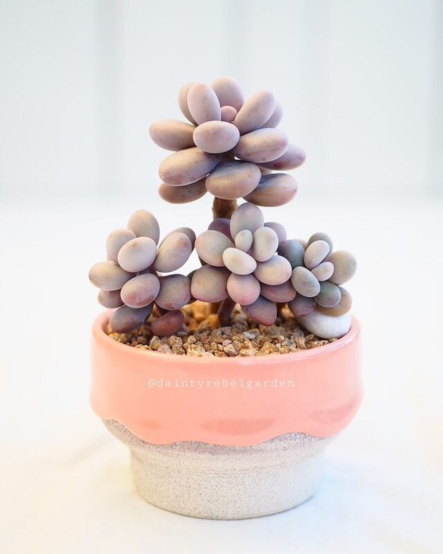 Pachyphytum Oviferum@daintyrebelgarden