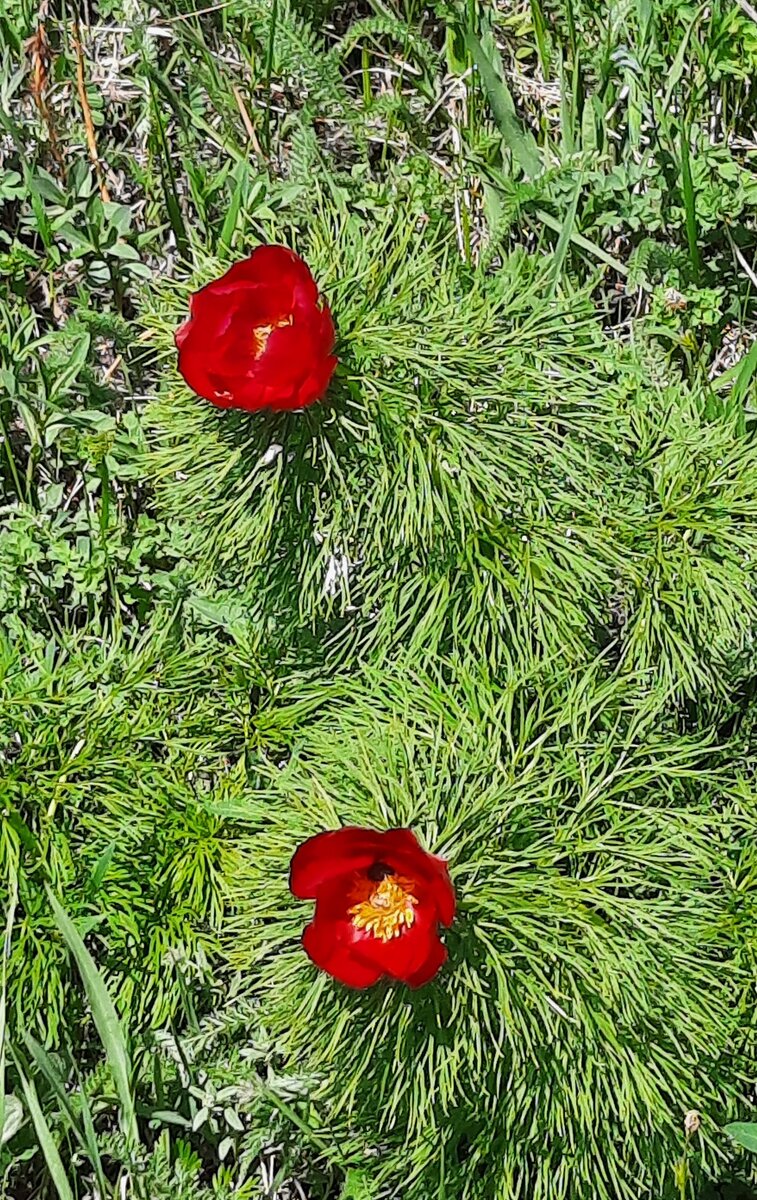 Красный лазорик