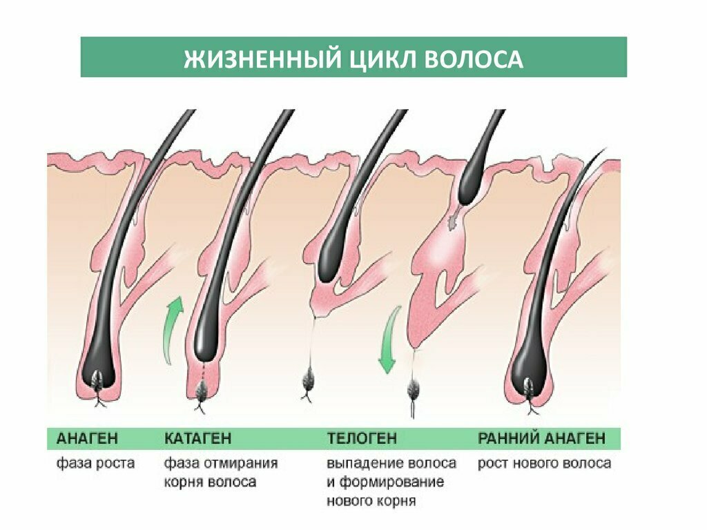 Пин на доске трихология