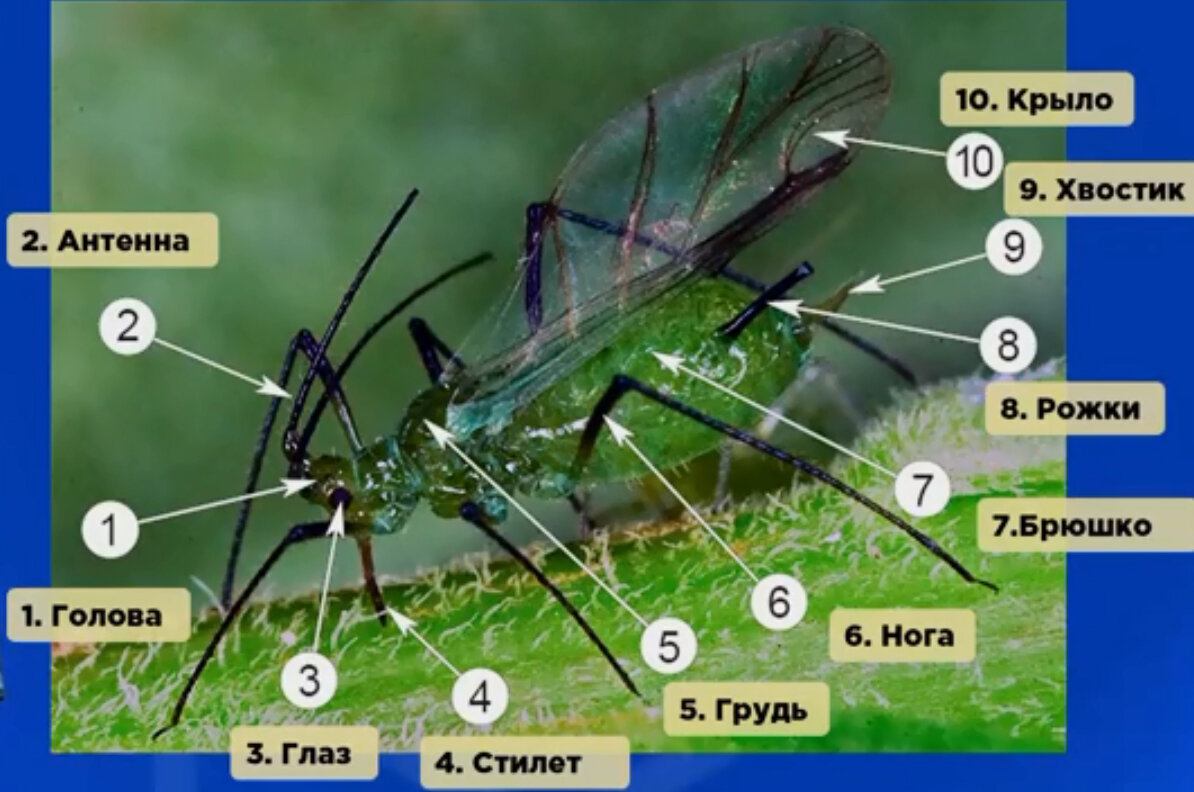 Строение крылатой тли. Фото с семинара Дмитрия Звонка 