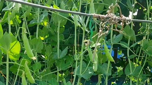 горошек на грядке. удобрения для гороха в открытом грунте. сколько раз плодоносит горох. сколько раз плодоносит горох. стебель сои.