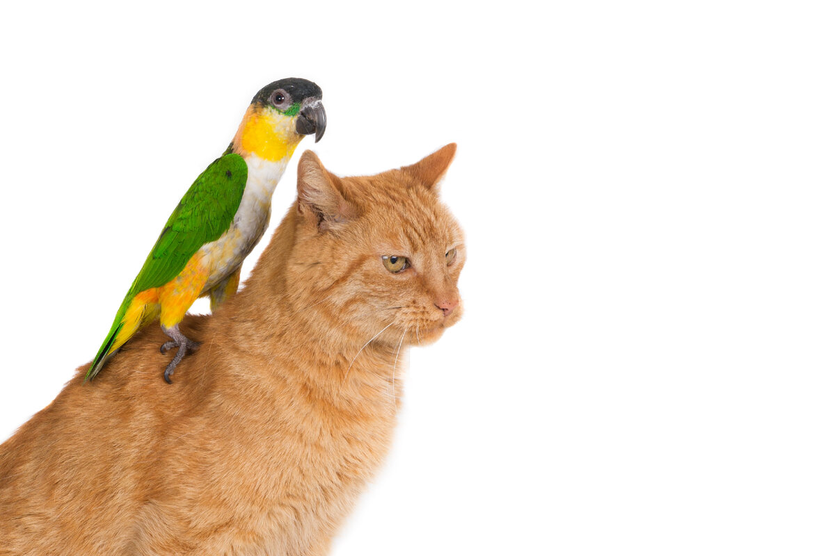Источник https://ru.freepik.com/free-photo/closeup-shot-of-a-ginger-cat-with-a-parrot-on-its-back-isolated_17245853.htm#query=%D0%BA%D0%BE%D1%88%D0%BA%D0%B0%20%D1%81%20%D0%BA%D0%BE%D1%82%D0%B5%D0%BD%D0%BA%D0%BE%D0%BC&position=49&from_view=search
