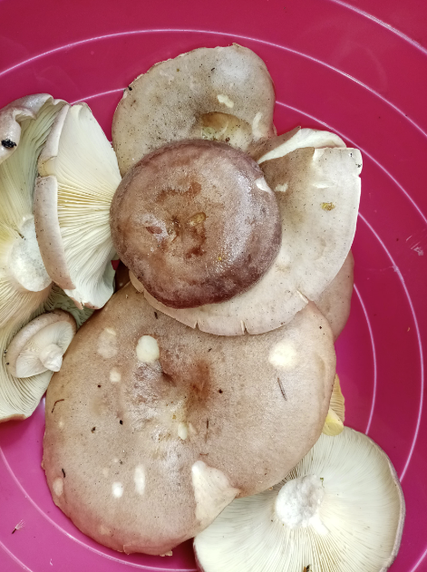 Грибы, вероятно гладыши с канала "Полное Лукошко"