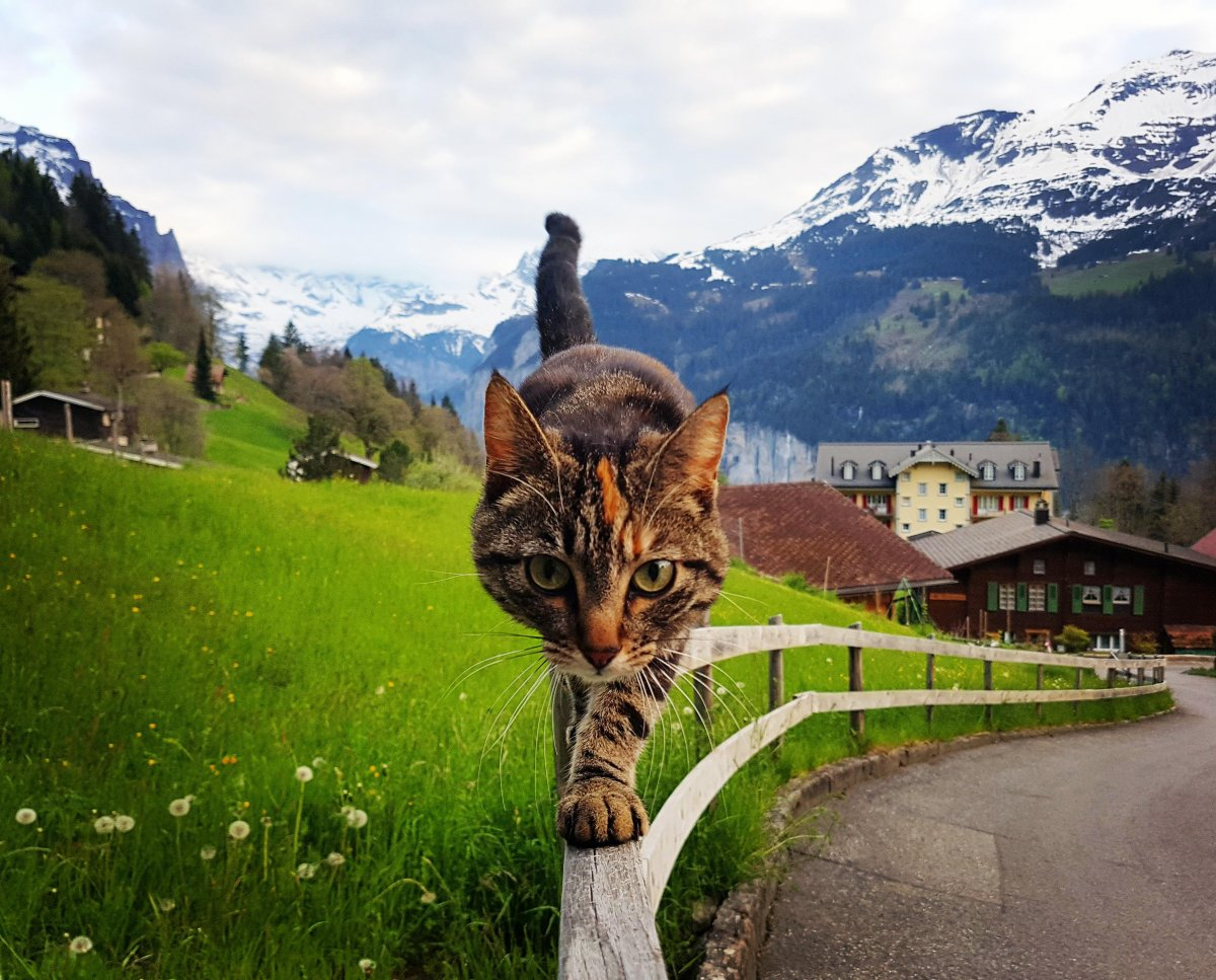 Правда ли, что в Швейцарии едят котов | О, КУЛЬТУРивание | Дзен