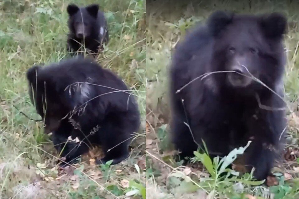     Медвежата были голодные и выпрашивали хлеб. Фото: Предоставлено Ольгой Агапончик