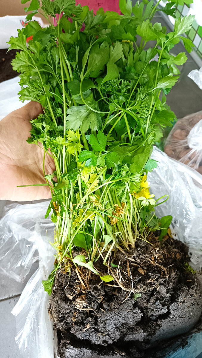 Петрушка только что выкопанная