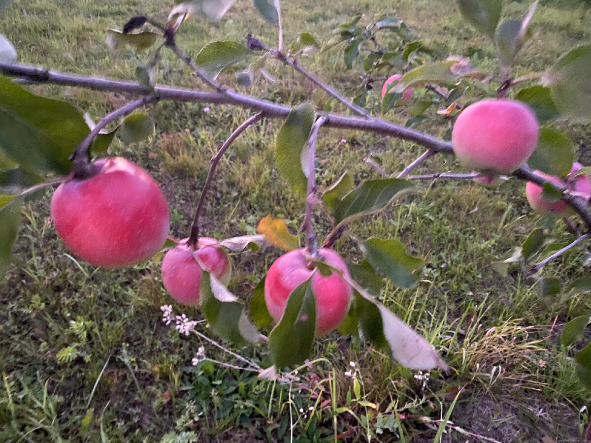 Личное фото 