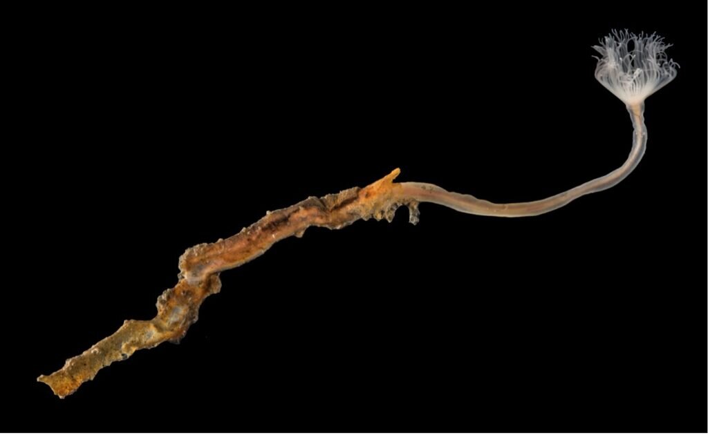    Рис 1. Phoronis svetlanae из бухты Ольга, Японское море /   
© Антон Чичвархин