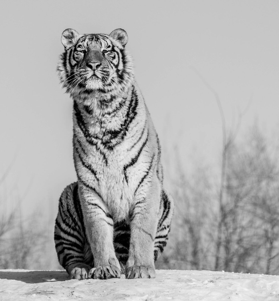  David Yarrow Photography /    / * 1966 (      )