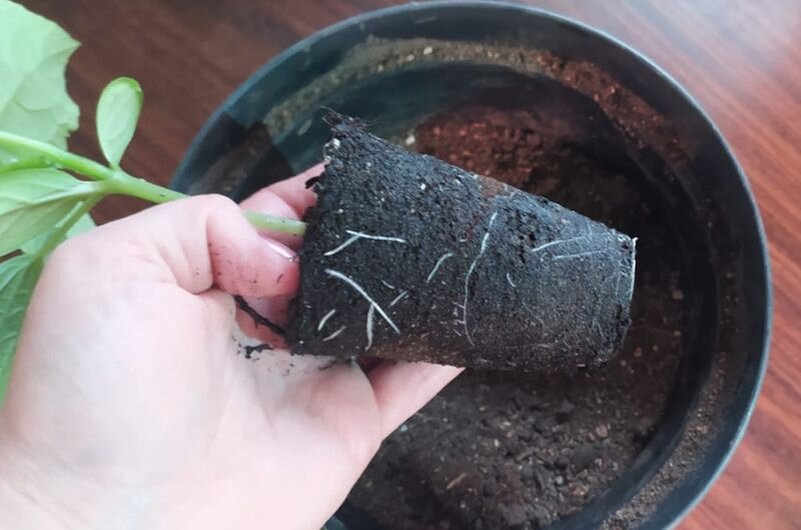 Корневая система огурца при перевалки.