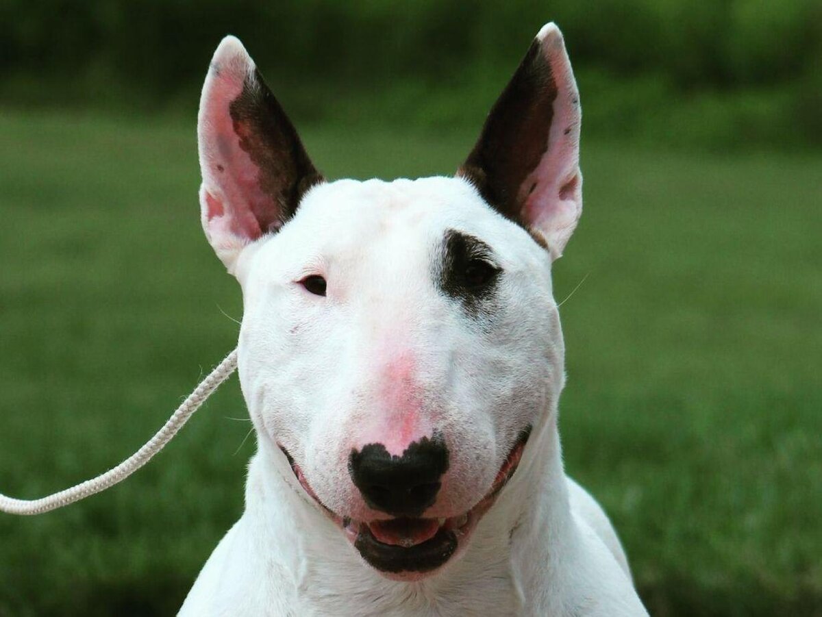 Бультерьер 